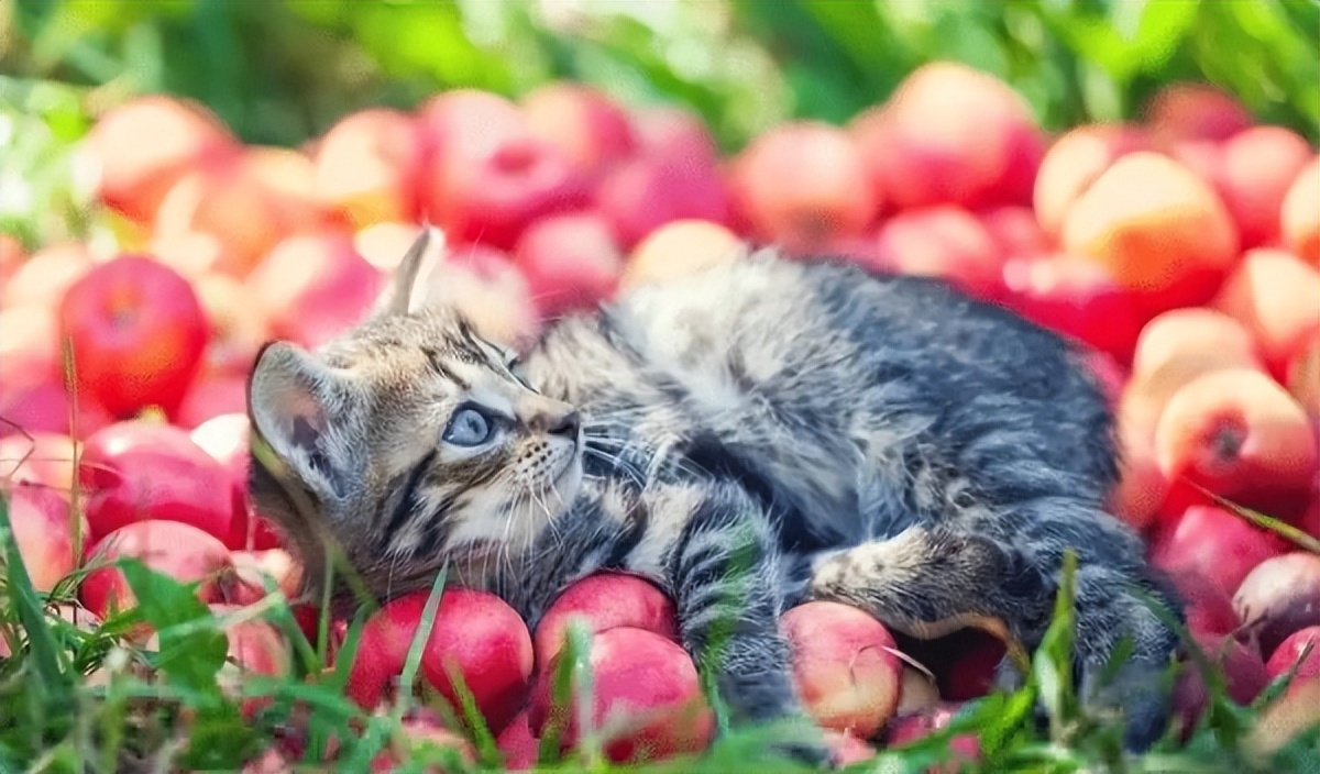 猫咪不能吃的花有哪些,猫咪不能吃的水果
