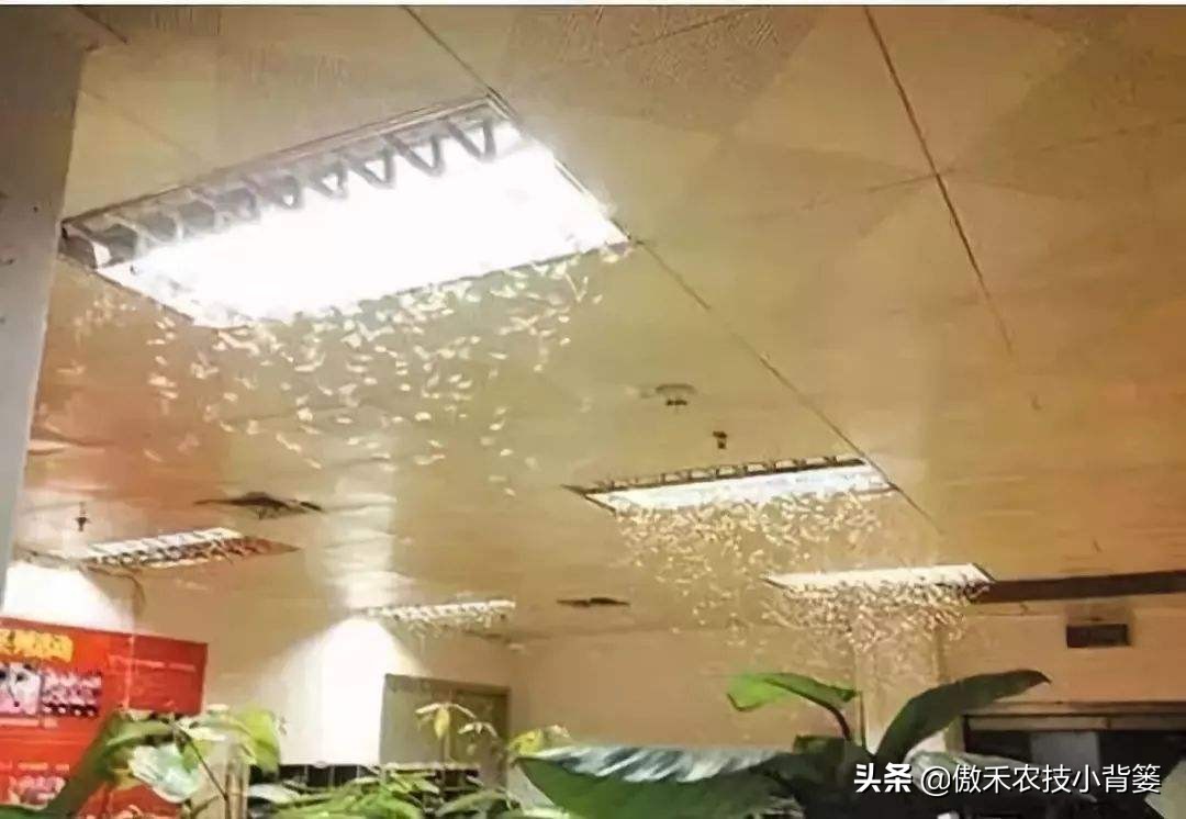 白蚁防治常用的两种灭治白蚁方法,白蚁常见的防治方法