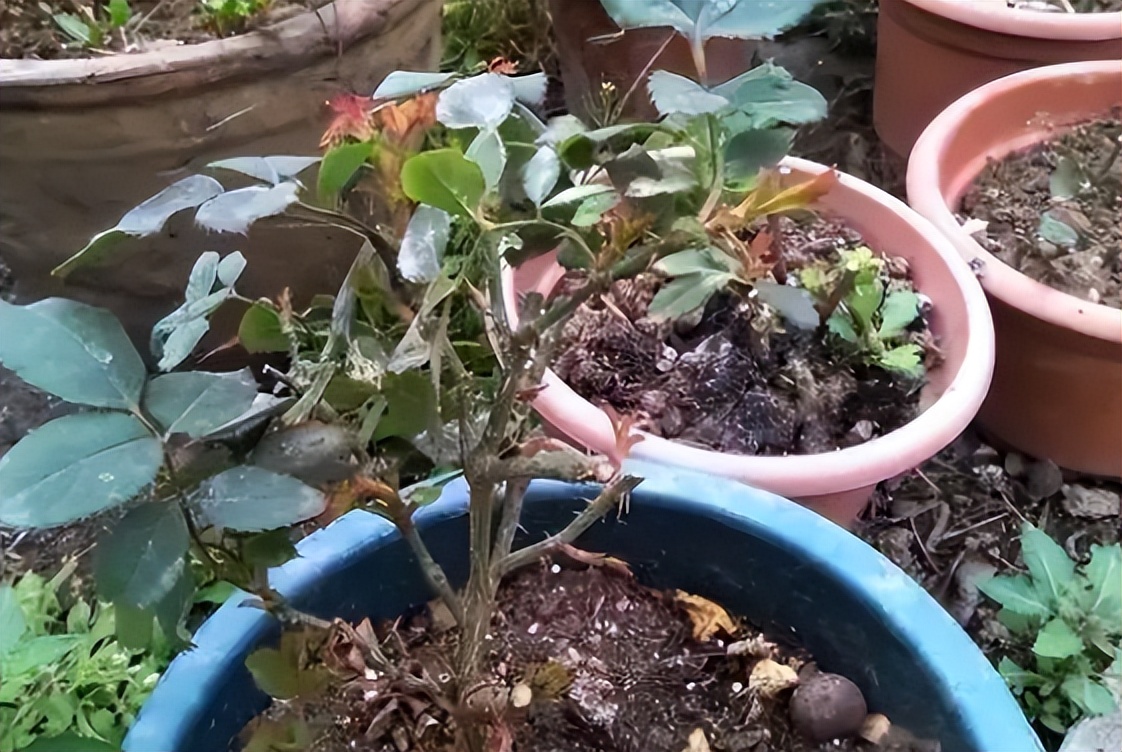 给花草换盆打理花草,给花卉换盆的四点注意事项是什么