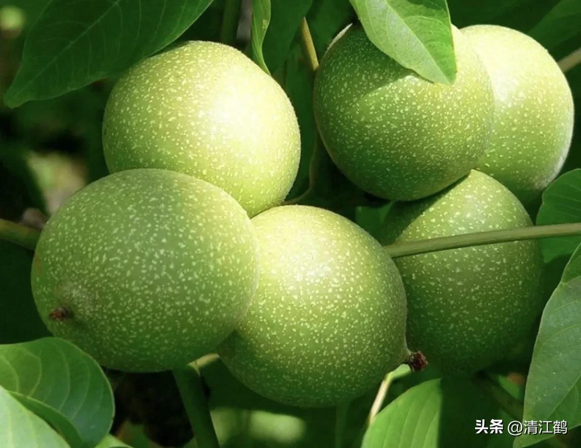 新栽核桃树苗怎样提高成活率,春栽核桃进入六月份为什么不旺