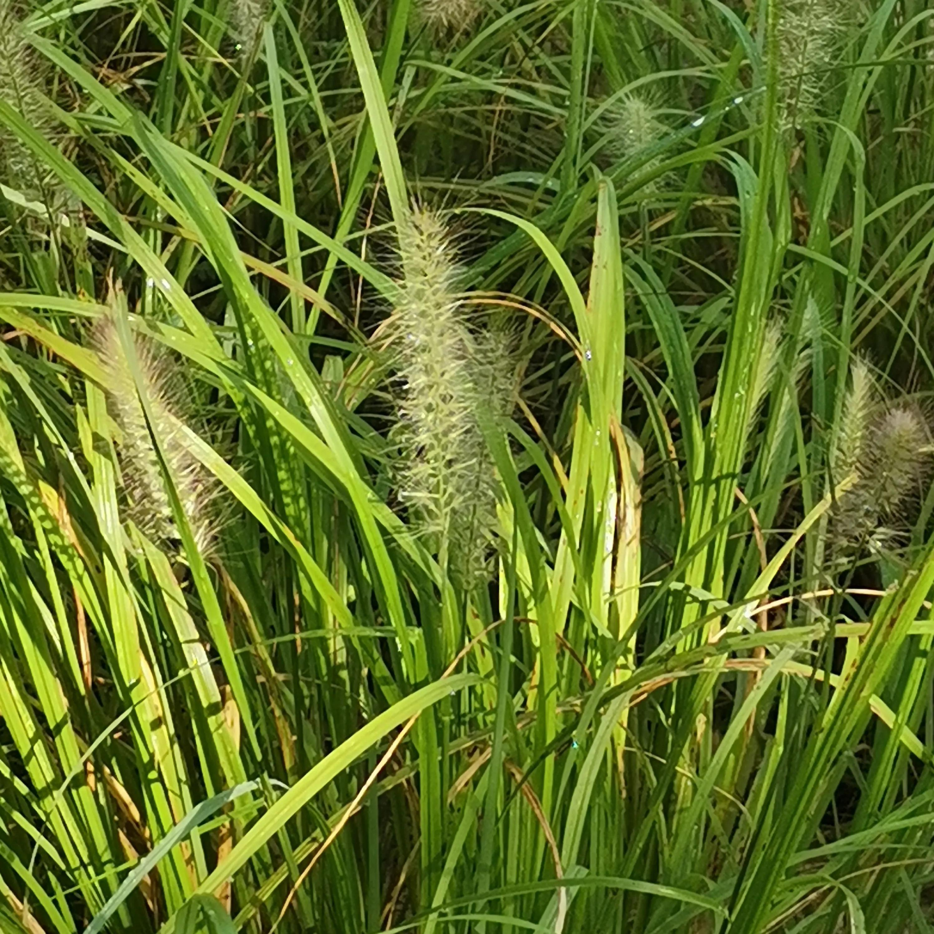 风雨过后见彩虹励志八字句子,风雨过后见彩虹文案句子