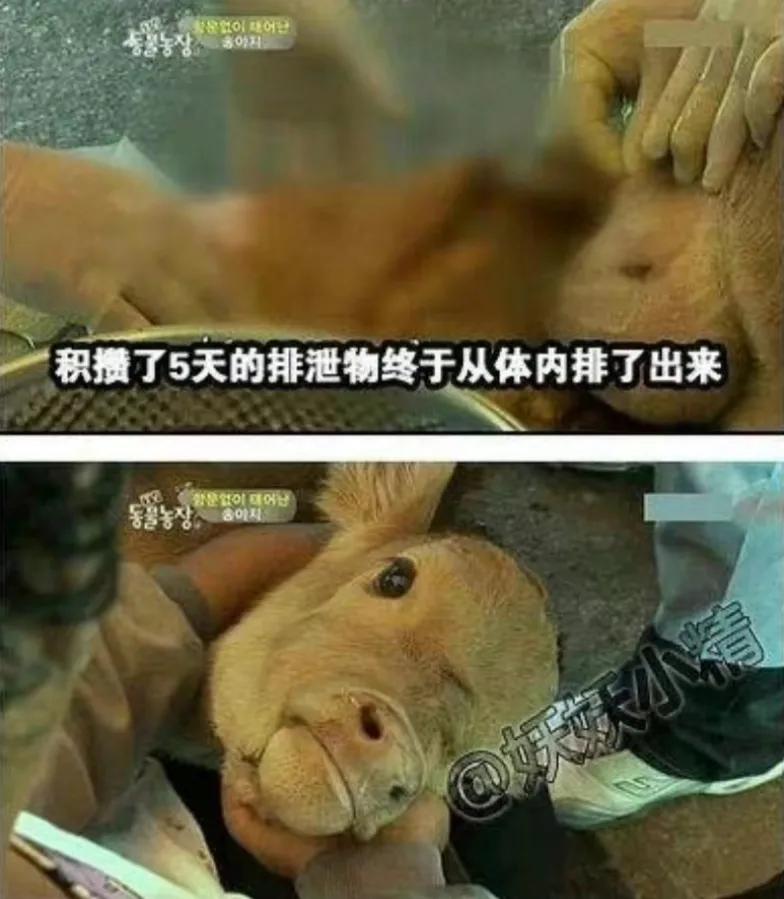 出生时没有肛门，有人却说要养他一辈子