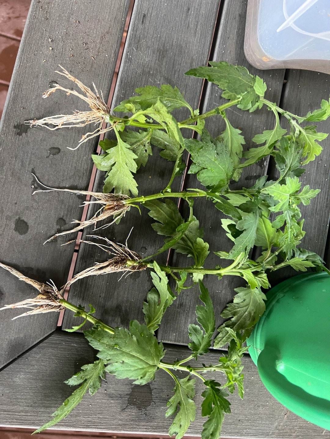 这8种花最旺家只需养一盆,什么花好看18种花又好养