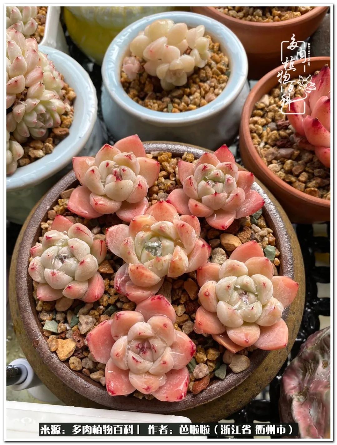 超级能治愈心情的多肉,治愈心灵的彩色植物