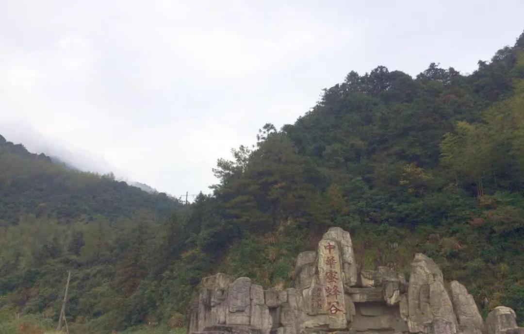 【上饶天下SHOW之广信区】中华蜜蜂谷:藏在五府山竹海密林中的蜜蜂“乐园”