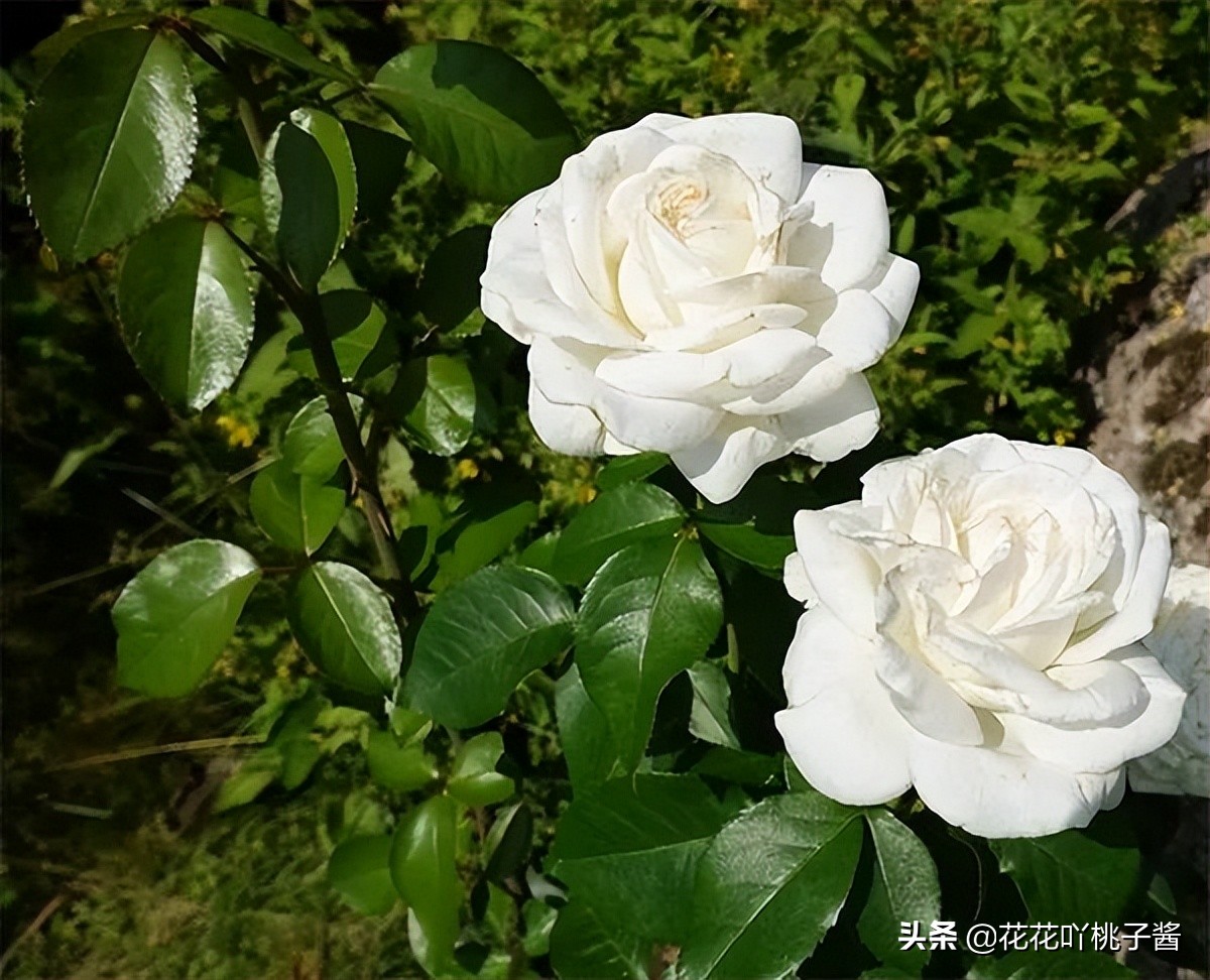 月季花纯香水,月季香水推荐