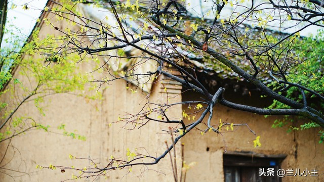 清明节习俗日记10字左右,清明节习俗简短100字