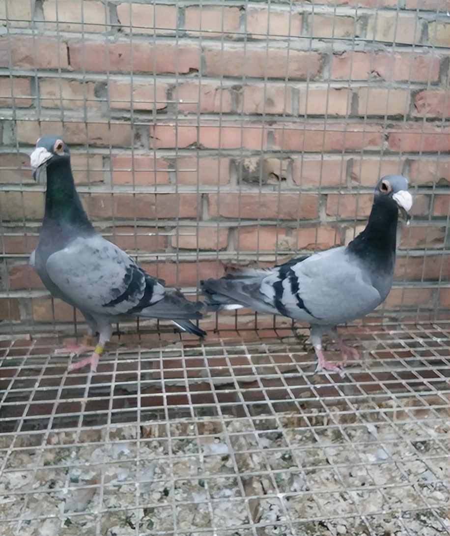 鸽子嘴巴有白色粘液还拉水便,鸽子甩鼻子怎么回事