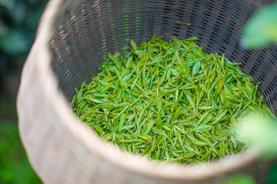 老茶友说只要茶好,西湖龙井很香吗