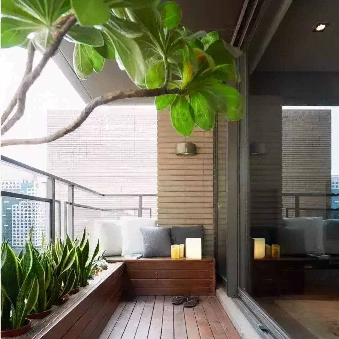 新手养柠檬树,懒人吸水花盆柠檬树