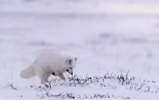 北极狐在恶劣的环境中顽强生存,北极狐幼年到成年是怎么生活的