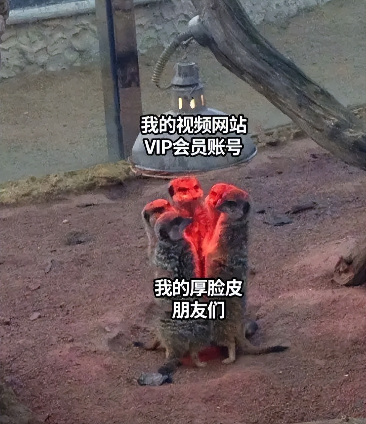 视频会员转卖平台,视频会员出租利润