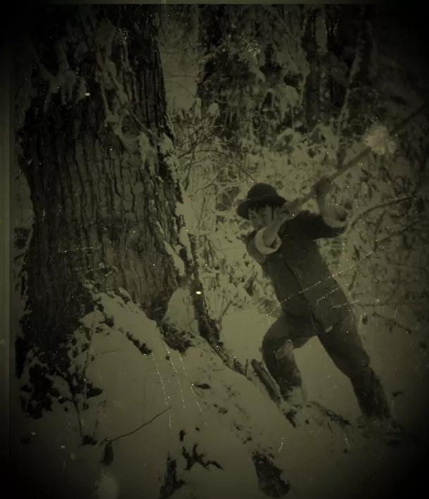 红杉树电视剧全集免费观看,红杉树下的小说