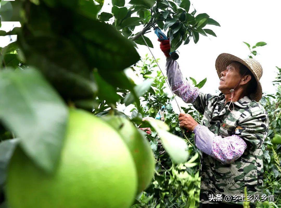 未来适合在农村创业的路子,回农村创业怎么做才能更快有收入