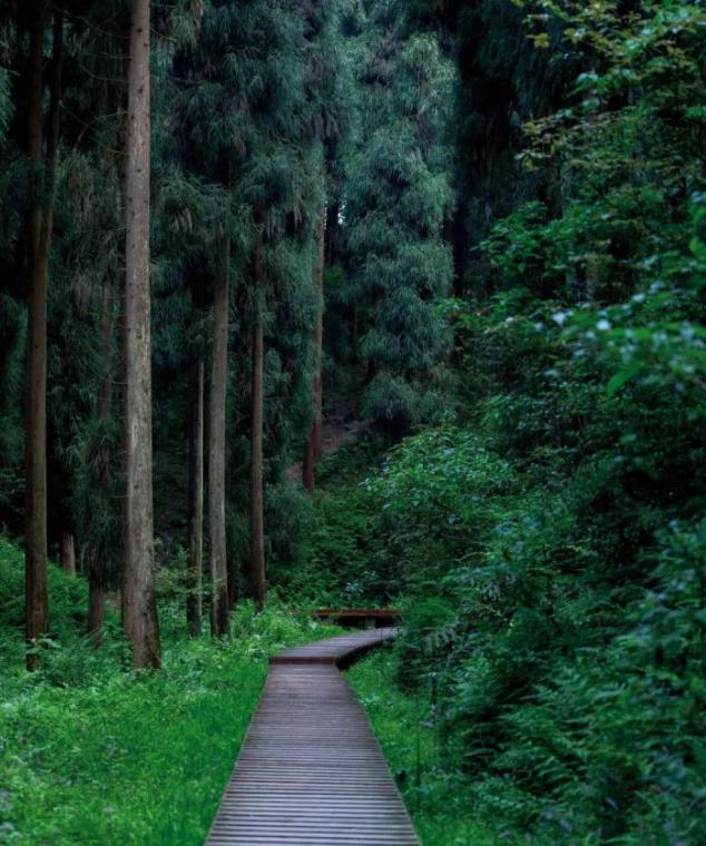成都徒步原始森林好去处推荐,成都周边徒步森林公园推荐
