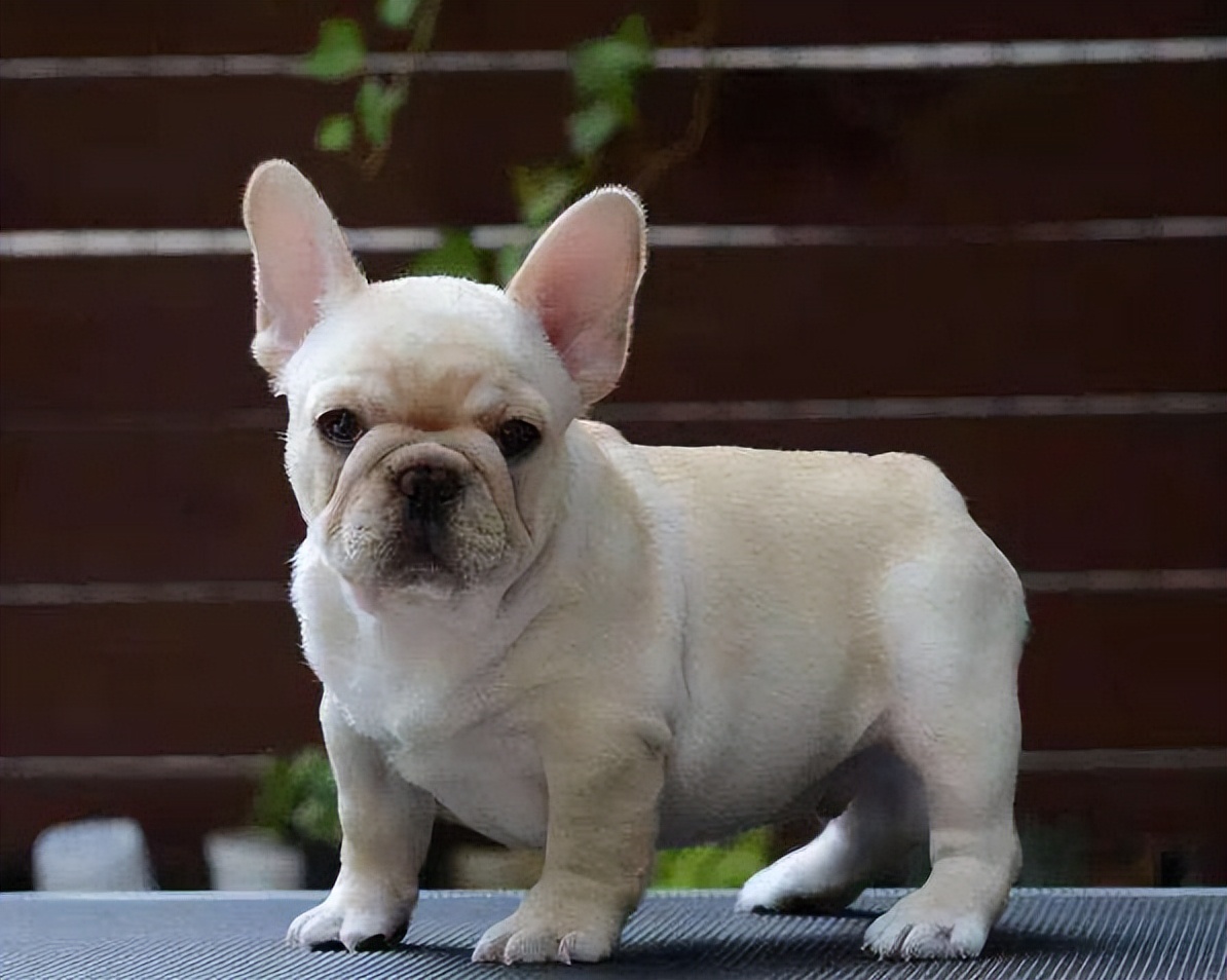 中华田园犬为什么现在越来越少了,中华田园犬为啥受其他狗欢迎