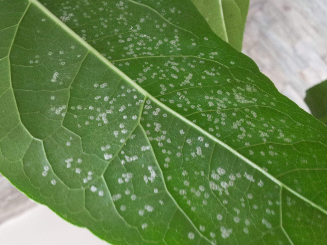 发财树病虫害图解大全,发财树都有哪些病虫害