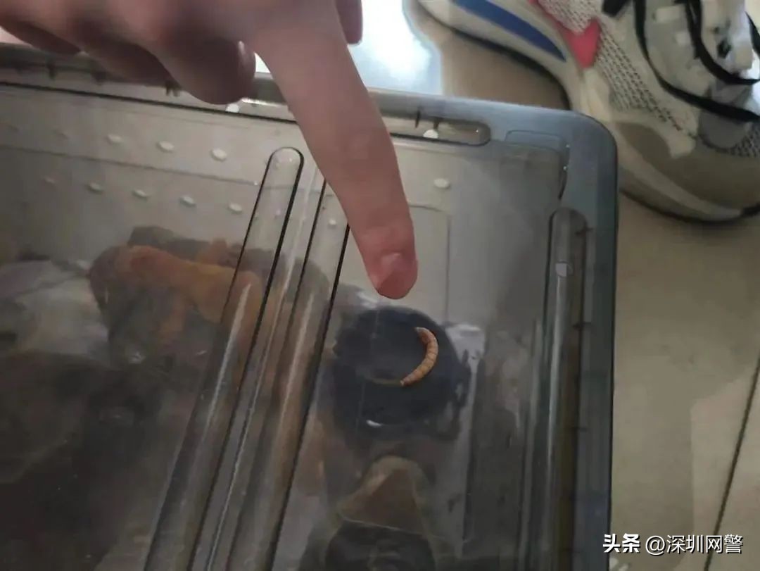 俩小伙网购寄生虫,武汉00后在校学生网购虫子