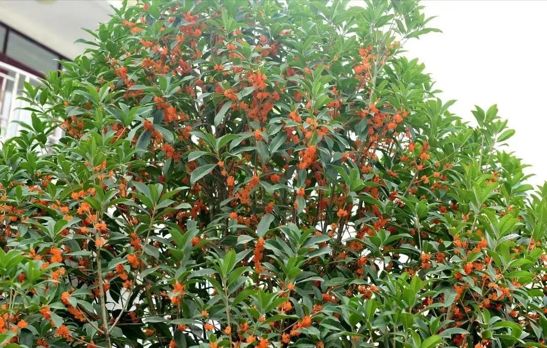 庭院种8棵树风水寓意,8种院子树