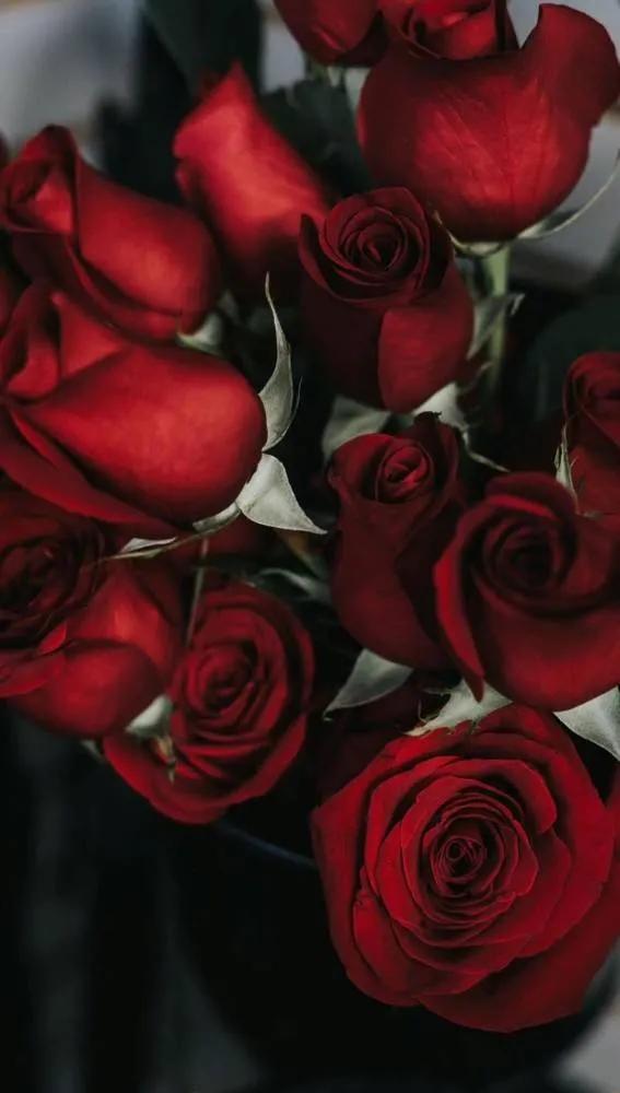 520浪漫玫瑰花壁纸,红玫瑰花壁纸大图