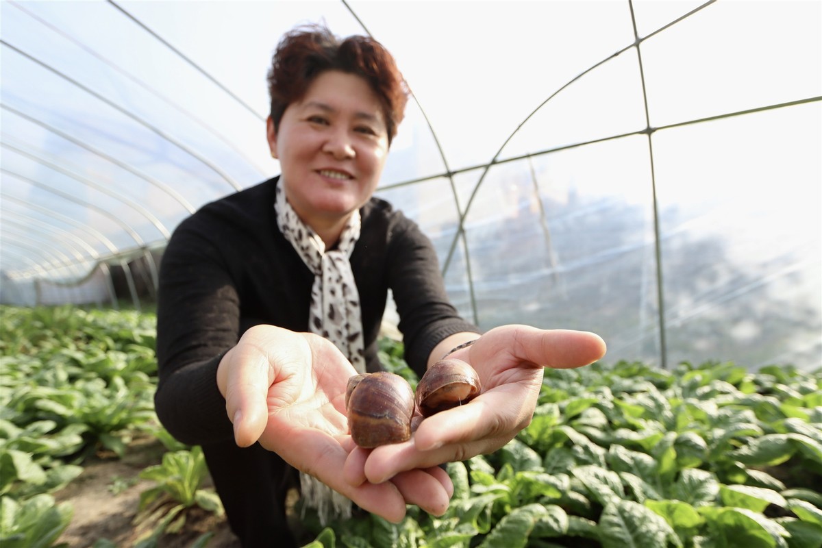 蜗牛可以做花肥吗,蜗牛做美容产品