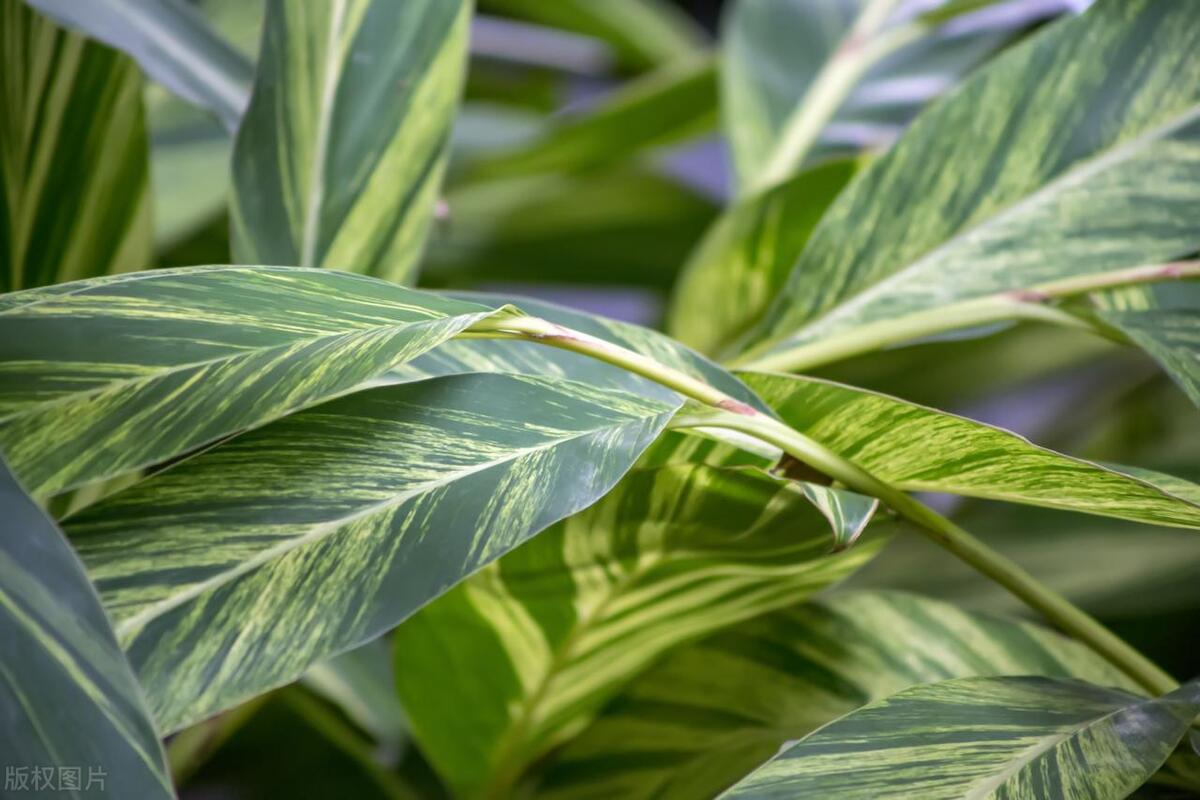 万年青移植后叶子发黄怎么回事,万年青叶子黄了怎么复活