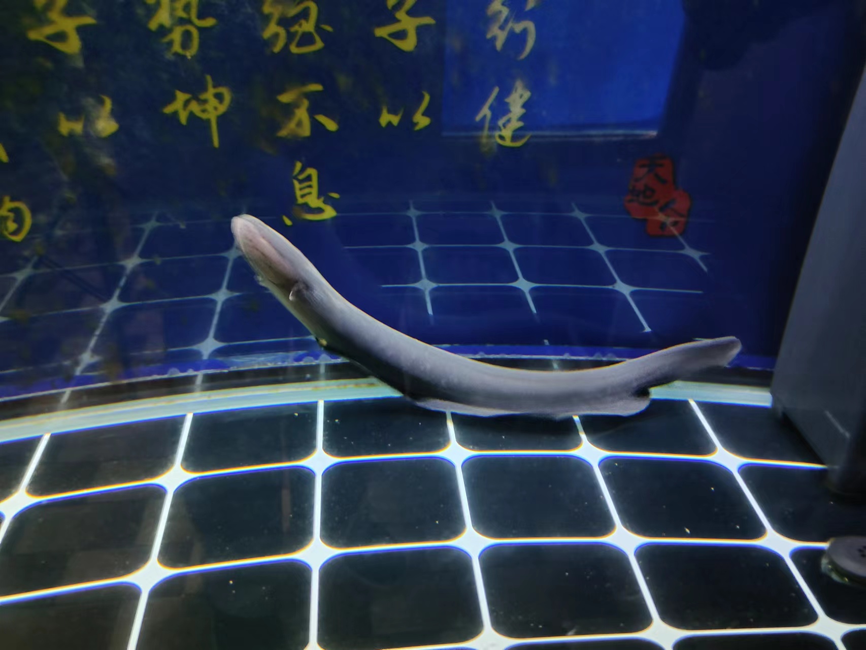 鱼缸过滤棉很脏了水很清怎么回事,鱼缸过滤棉总是很脏需要怎么处理