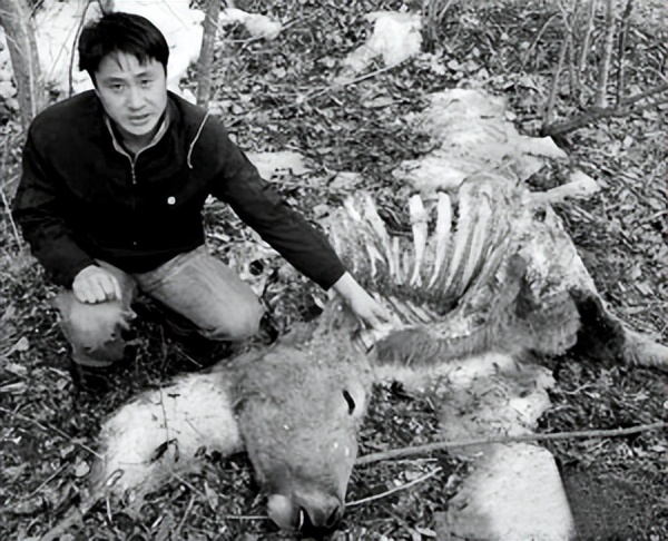 黑龙江黄牛被咬死,黑龙江黄牛被黑熊袭击事件