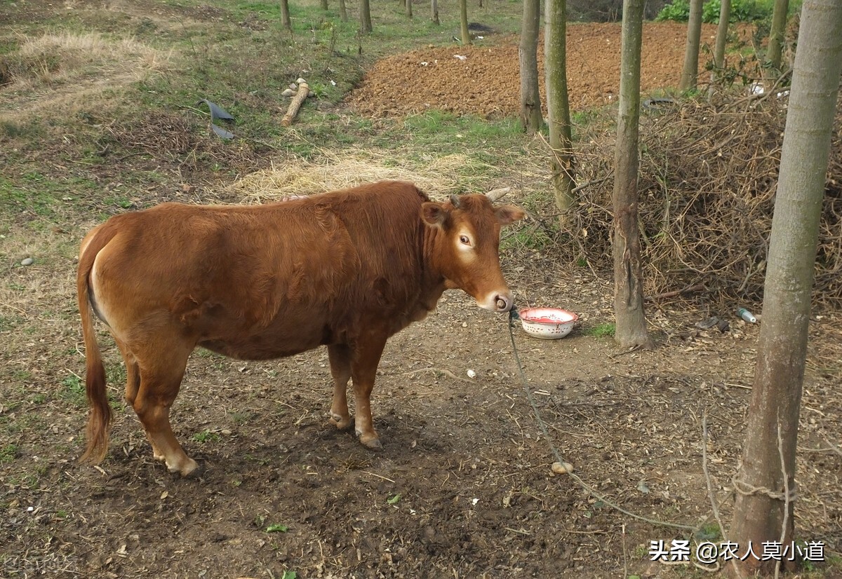 养牛利润最大的养牛方式是什么呢,养牛成本和养牛利润