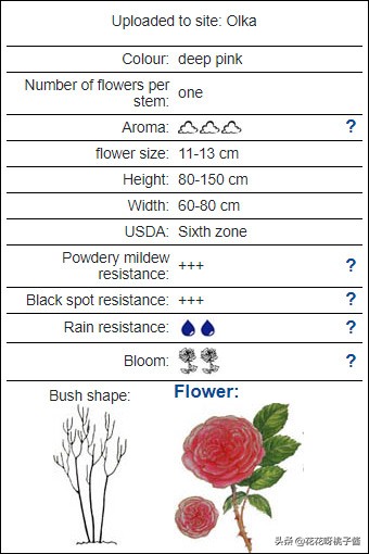 黄色月季哪个品种耐热耐晒抗病强,最耐热耐晒的切花藤本月季品种