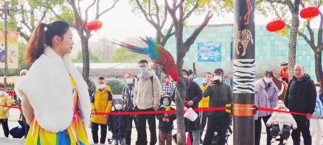 上海野生动物园建议周六周天去吗,上海野生动物园通玩一日游攻略