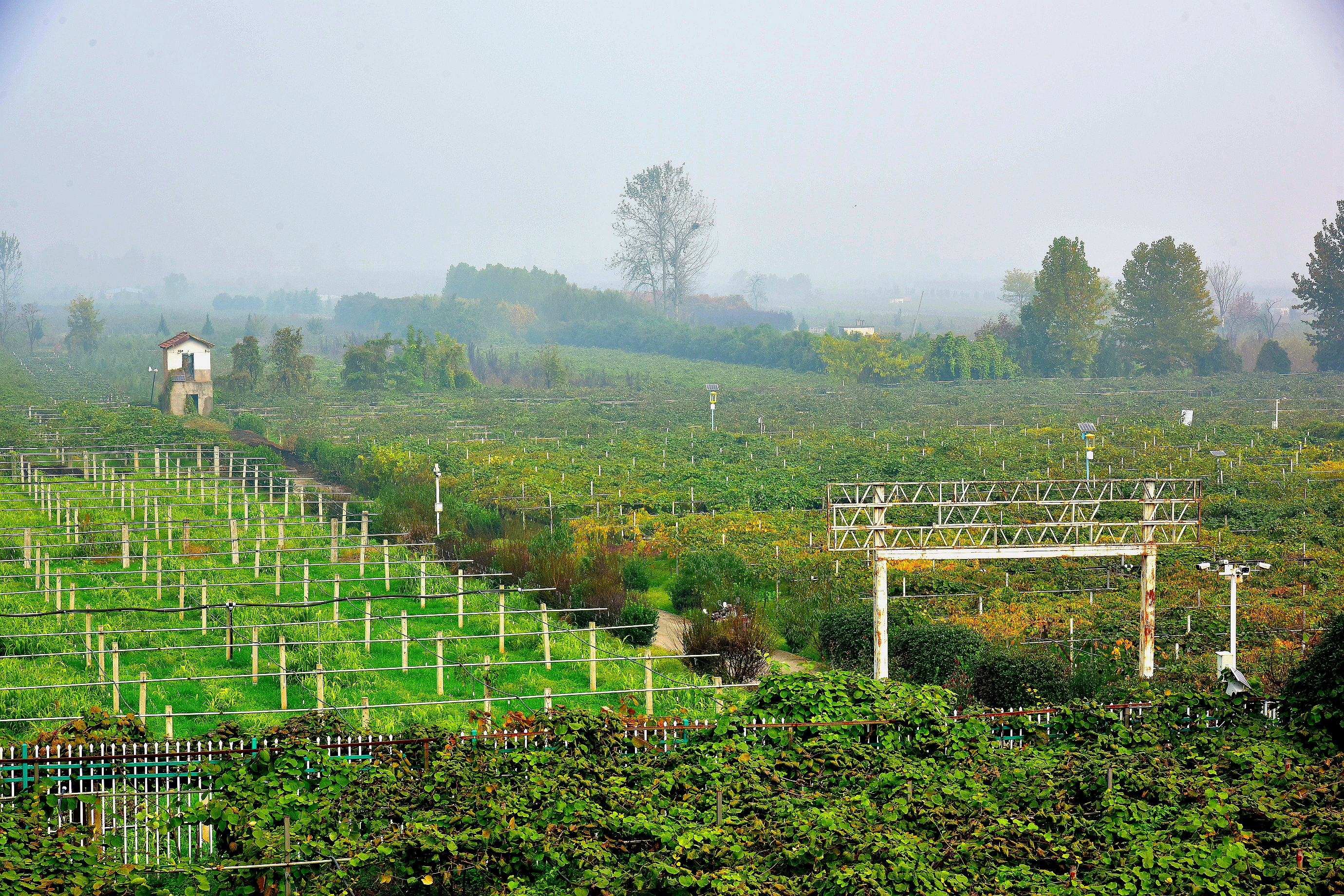 陕西周至猕猴桃哪种最好吃,陕西的猕猴桃是什么季节吃的
