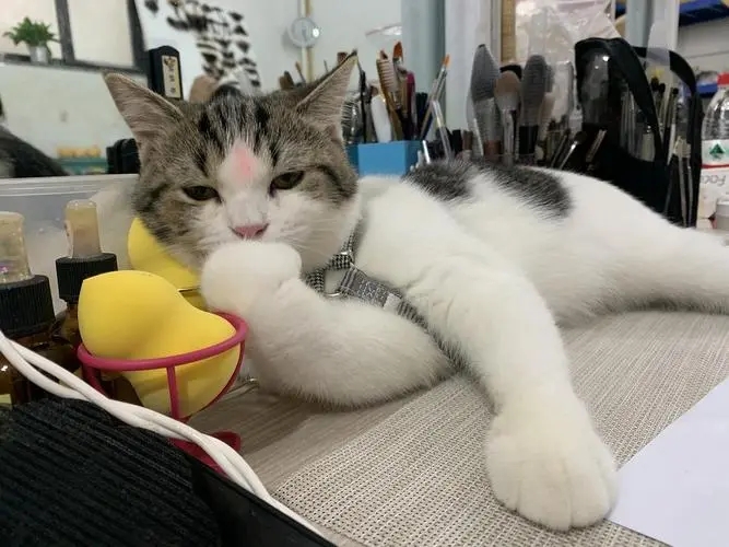 养猫一个月要花多少钱？养猫的费用支出有哪些？