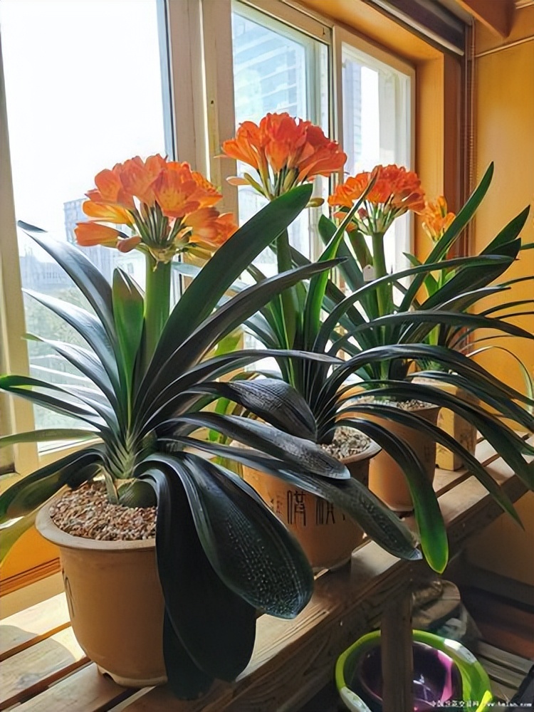 适合养在客厅好养活的绿植,十大最好养的客厅大绿植