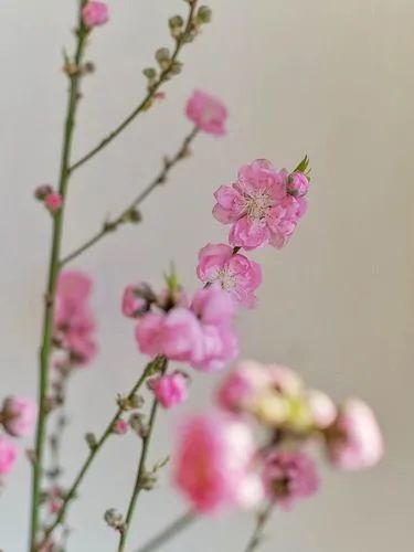 三月花事Vol.2|那些属于女神们的花