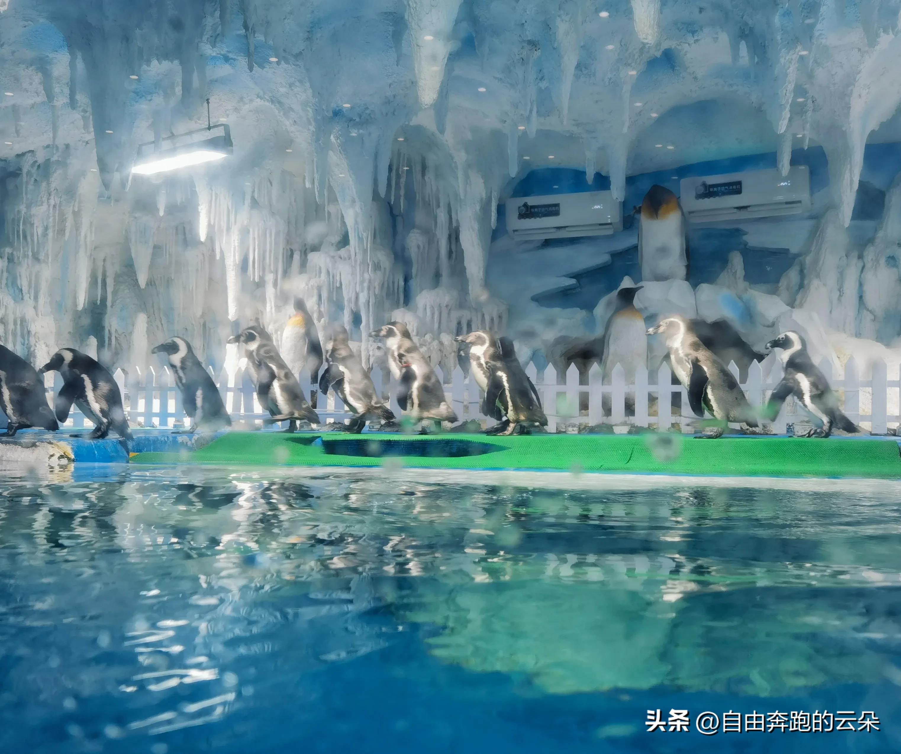 长沙生态动物园门票小孩免费吗,长沙生态动物园门票多少钱一个人