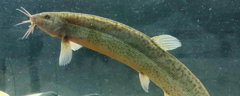 泥鳅养殖病害防治方案,养殖泥鳅易出现的病害