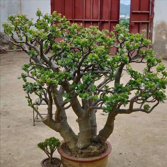 养玉树的十大诀窍,养玉树的绝招大全