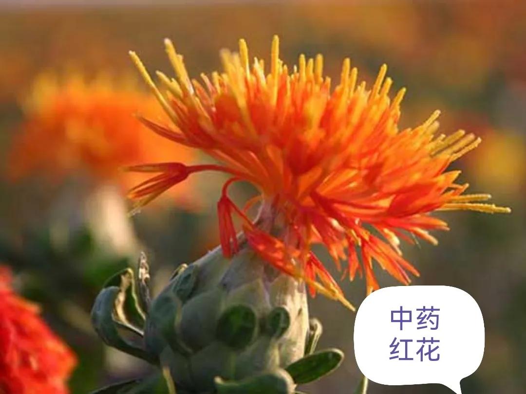 中草药识别红花,中药中的红花图片