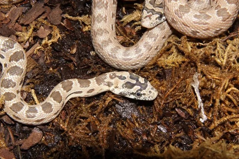 「原来欧洲有这么多种蛇？！」偷师卡塞尔的豢龙大师·下