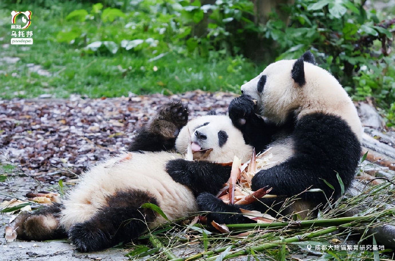 花花：接住谭爷爷给的小苹果，仿佛接住了整个世界。