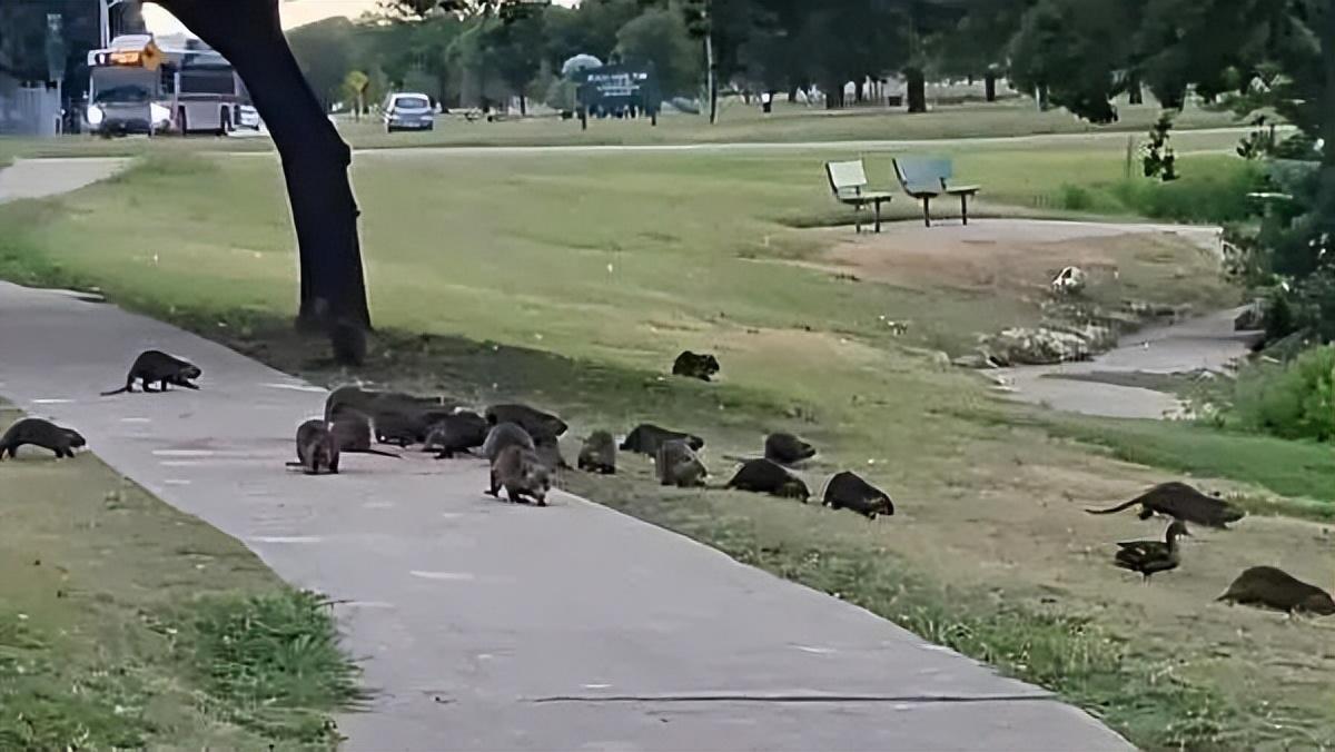 上海多地出现巨型老鼠新闻报道,上海老鼠最小的有10斤是真的吗