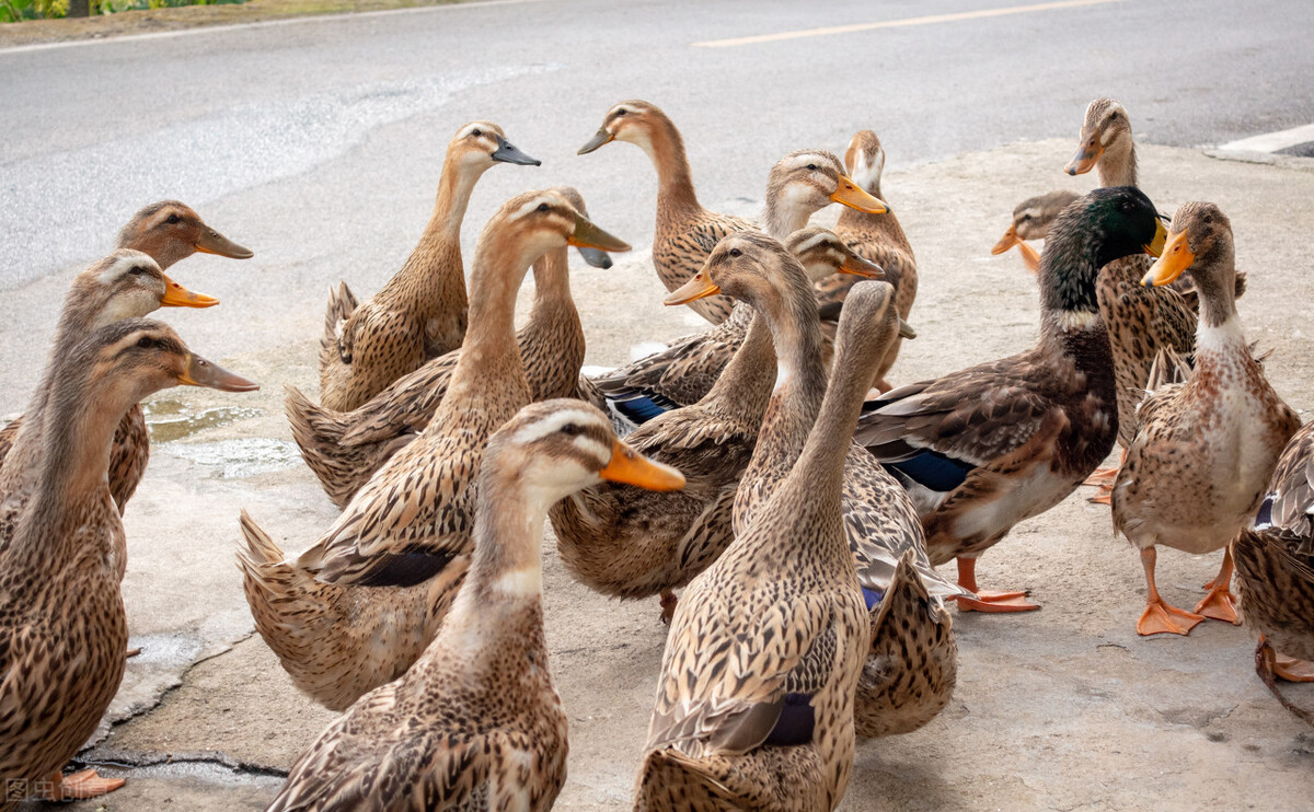 家禽病原体有哪些,家禽类病菌