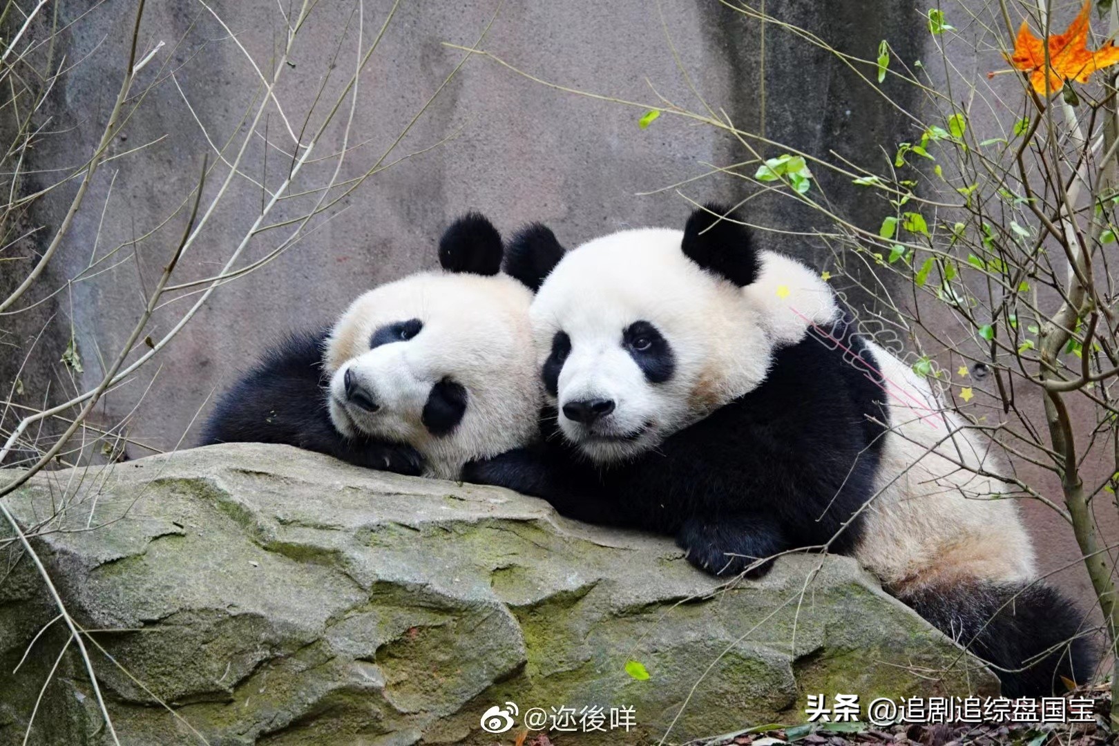 大熊猫金双金喜,大熊猫金喜金双