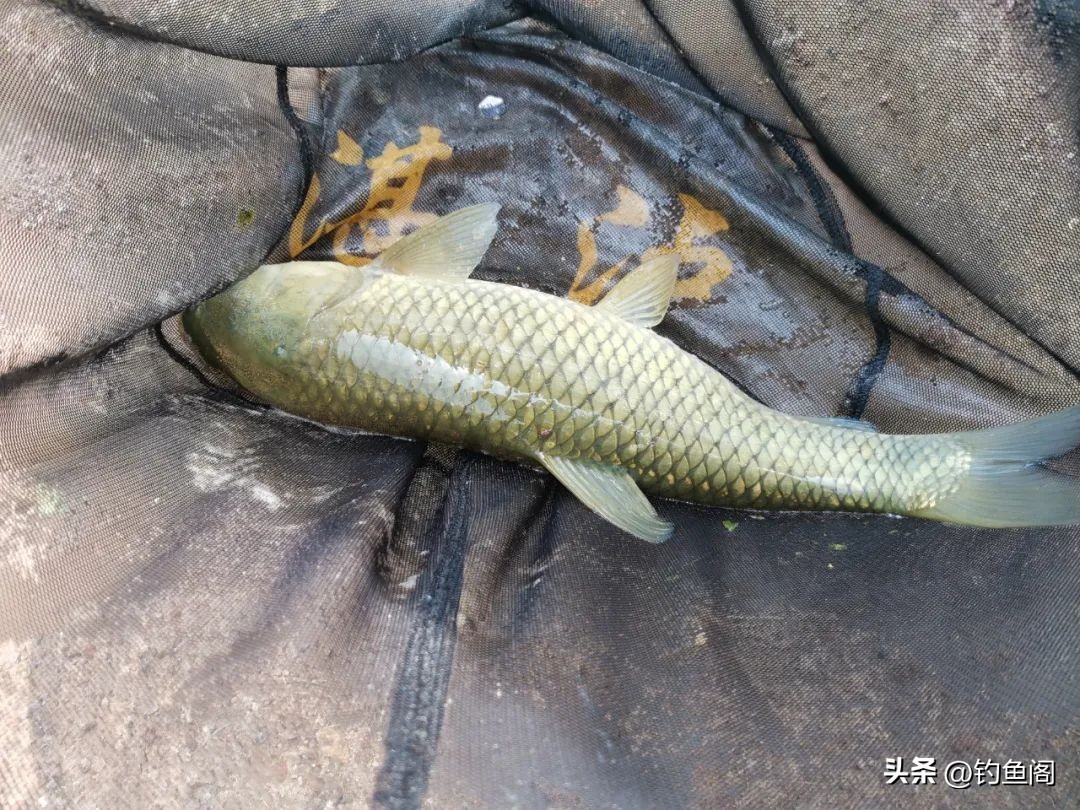 钓鱼人必知漂相,钓鱼人应该知道的几种鱼