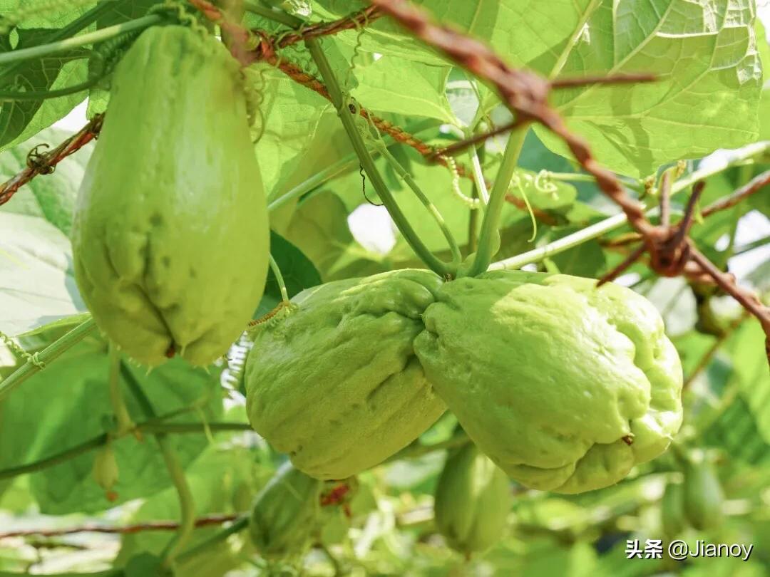 佛手瓜怎么做好吃营养价值高,佛手瓜炒菜吃有哪些好处