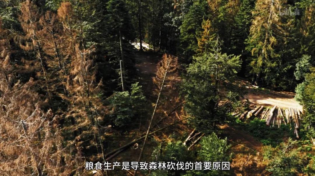 最后一部良心之作,一部真正良心之作全程毫无尿点