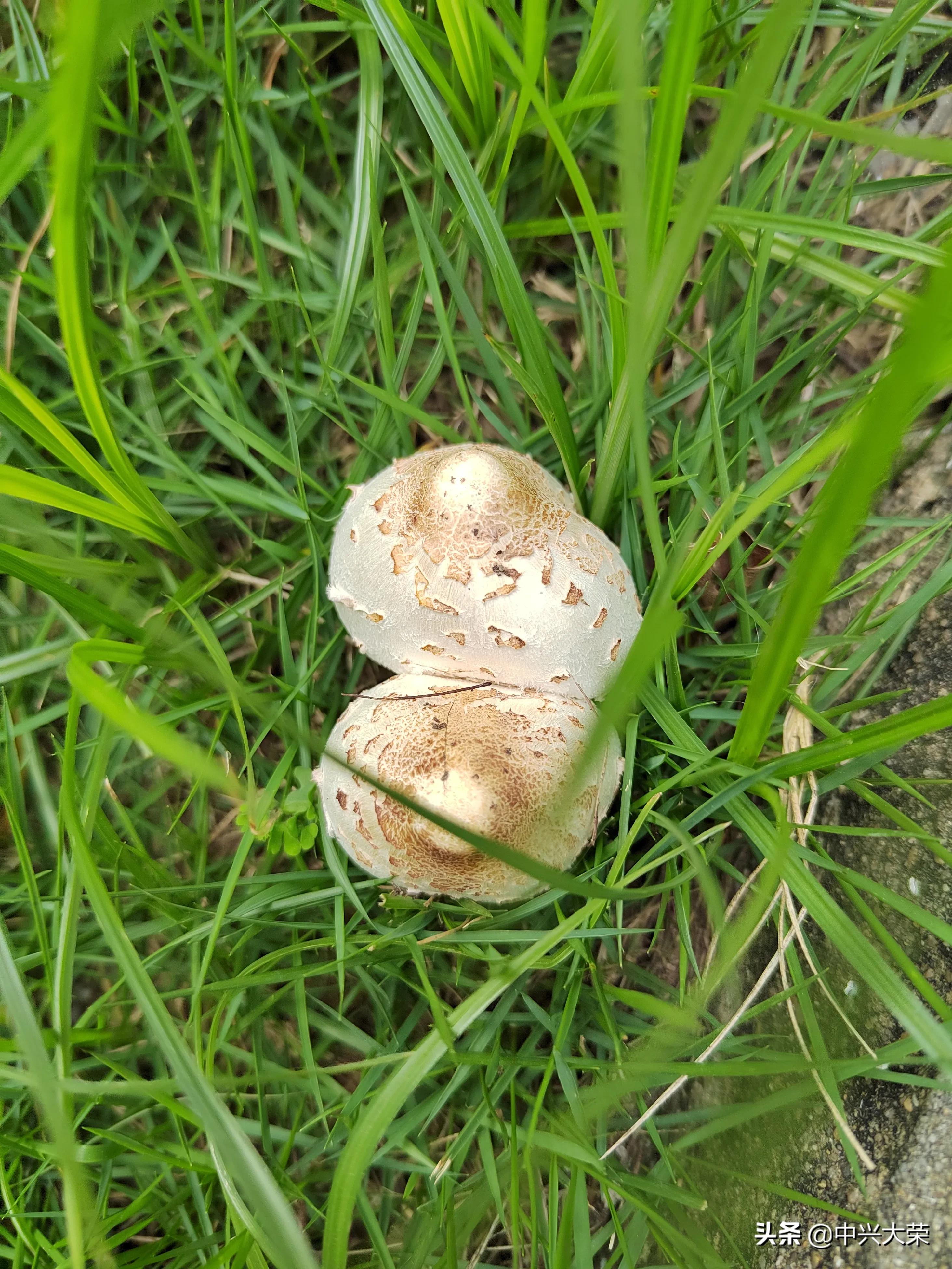 举办一场足球比赛,渴望今年的比赛