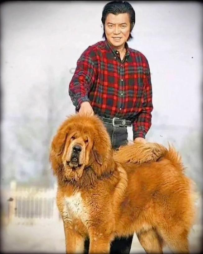 藏獒:中国的郁金香泡沫