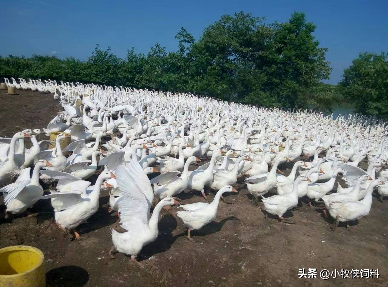 鹅不吃东西是什么原因？鹅不吃食怎么治疗？养鹅人赶快收藏学习！